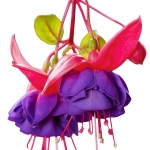 گل گوشواره ای